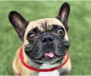 French Bulldog-Unknown Mix Dogs for adoption in Lake Forest, CA, USA