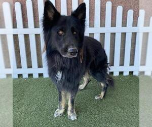 German Shepherd Dog Dogs for adoption in Modesto, CA, USA