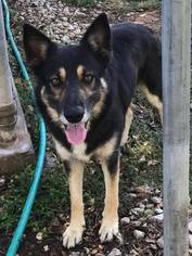 Shollie Dogs for adoption in Lake Jackson, TX, USA
