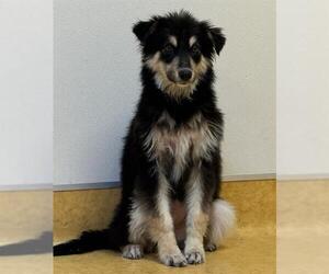 Australian Shepherd-German Shepherd Dog Mix Dogs for adoption in Sacramento, CA, USA