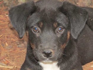 Small Labrador Retriever Mix