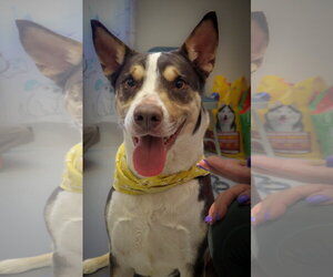Scottish Collisky Dogs for adoption in Mt. Gilead, OH, USA