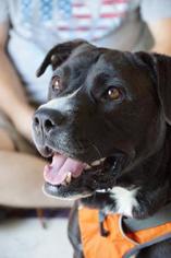 Labrador Retriever Dogs for adoption in Mission, KS, USA