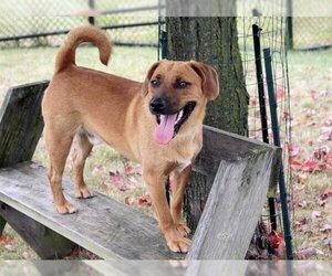 Black Mouth Cur Dogs for adoption in Fort Wayne, IN, USA