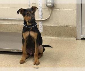 Black and Tan Coonhound-Unknown Mix Dogs for adoption in Grand Prairie, TX, USA