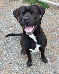 Labrador Retriever Dogs for adoption in Low Moor, VA, USA