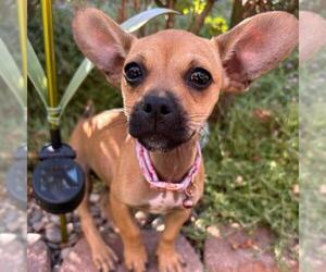 Chihuahua-Spaniel Mix Dogs for adoption in San Diego, CA, USA