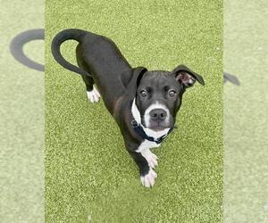 American Staffordshire Terrier-Unknown Mix Dogs for adoption in Dedham, MA, USA