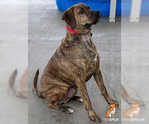 Golden Retriever-Rottweiler Mix Dogs for adoption in Roanoke, VA, USA