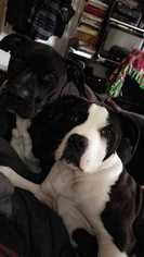 American Bulldog Dogs for adoption in Livermore, CA, USA