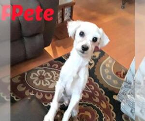 Maltese Dogs for adoption in Cushing, OK, USA