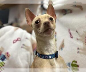 Chihuahua Dogs for adoption in Martinez, CA, USA