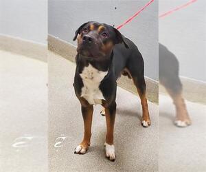 Rottweiler-Unknown Mix Dogs for adoption in Las Vegas, NV, USA