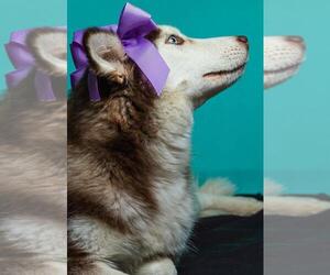Huskies -Unknown Mix Dogs for adoption in Calgary, Alberta, Canada