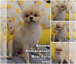 Pomeranian Dogs for adoption in Seattle, WA, USA