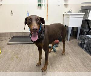 Doberman Pinscher Dogs for adoption in Pasadena, CA, USA