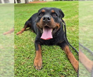 Rottweiler-Unknown Mix Dogs for adoption in Ventura, CA, USA