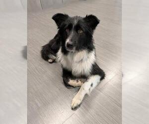 Border Collie Dogs for adoption in San Martin, CA, USA