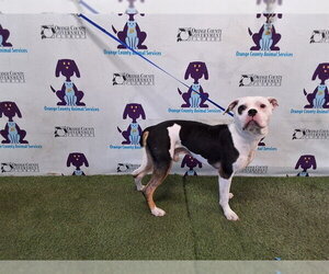 American Bulldog-Unknown Mix Dogs for adoption in Orlando, FL, USA