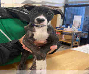 Mutt Dogs for adoption in Alameda, CA, USA