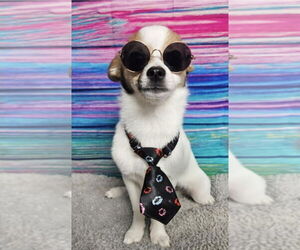 Chihuahua-Unknown Mix Dogs for adoption in Lakewood, CO, USA
