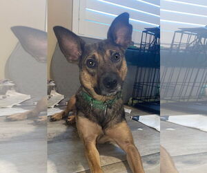 Mutt Dogs for adoption in Royal Palm Beach, FL, USA