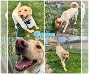 Chow Chow-Huskies  Mix Dogs for adoption in Pierceton , IN, USA