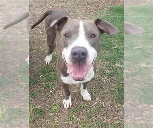 American Staffordshire Terrier-Unknown Mix Dogs for adoption in San Antonio, TX, USA