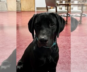 Labrador Retriever-Unknown Mix Dogs for adoption in Webster, WI, USA
