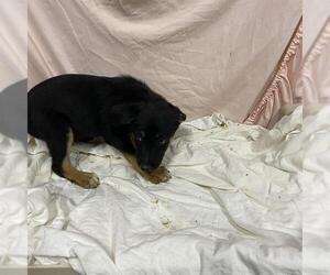 Rottweiler-Unknown Mix Dogs for adoption in Modesto, CA, USA