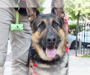 German Shepherd Dog Dogs for adoption in Brewster, MA, USA