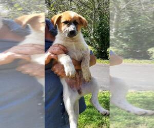 Anatolian Shepherd-Great Pyrenees Mix Dogs for adoption in Vernon, IN, USA