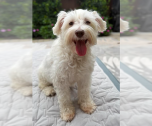 Maltese-Unknown Mix Dogs for adoption in San Diego, CA, USA