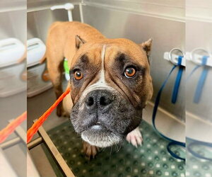 Bulldog-Unknown Mix Dogs for adoption in Sacramento, CA, USA