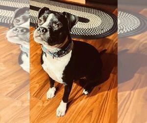 Boston Terrier-Unknown Mix Dogs for adoption in Springdale, PA, USA