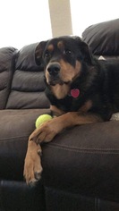 Rottweiler Dogs for adoption in Euless, TX, USA