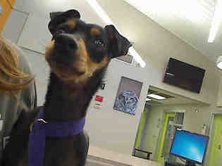 Miniature Pinscher Dogs for adoption in Rancho Cucamonga, CA, USA