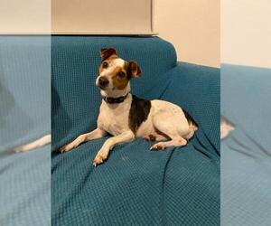 Jack Russell Terrier Dogs for adoption in Plantation, FL, USA