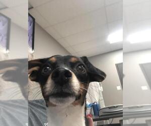 Rat Terrier Dogs for adoption in Pierceton , IN, USA