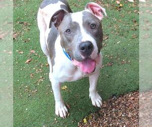 American Pit Bull Terrier-Unknown Mix Dogs for adoption in Oklahoma City, OK, USA