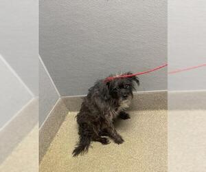 Mutt Dogs for adoption in Las Vegas, NV, USA