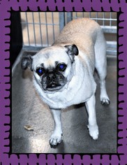 Pug Dogs for adoption in San Jacinto, CA, USA