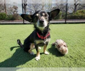 Parson Russell Terrier-Unknown Mix Dogs for adoption in Santa Clara, CA, USA