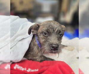 French Bulldog-Poodle (Miniature) Mix Dogs for adoption in Chula Vista, CA, USA