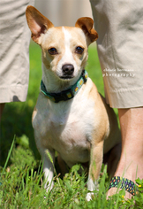 Jack Chi Dogs for adoption in San Antonio, TX, USA