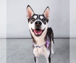- Mix Dogs for adoption in Pasadena, CA, USA