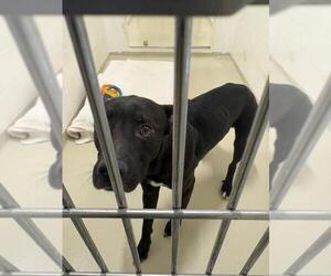 American Pit Bull Terrier Dogs for adoption in Fremont, CA, USA
