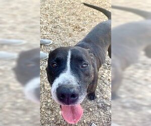 American Pit Bull Terrier Dogs for adoption in Pampa, TX, USA