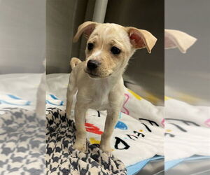 Chihuahua-Unknown Mix Dogs for adoption in Plano, TX, USA