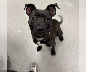 Mutt Dogs for adoption in Rancho Cucamonga, CA, USA